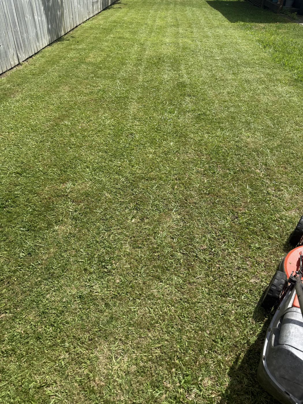 Freshly striped lawn mowed by JR Lawn Mowing in Te Awamutu